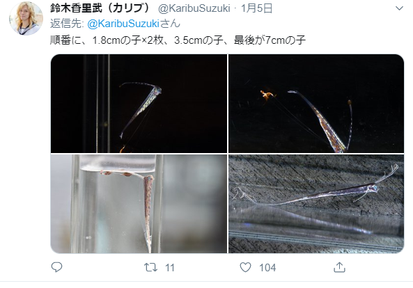 リュウグウノツカイ幼魚